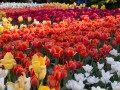 0929-1728 Floriade (1050073)